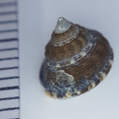 Gibbula fanulum