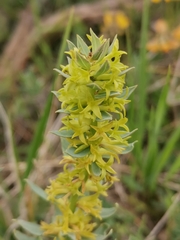 Thymelaea sanamunda