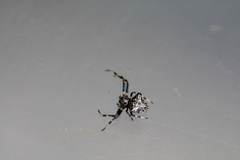 Verrucosa arenata