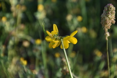 Securigera securidaca