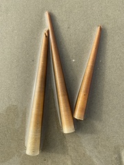 Pectinaria