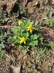Ranunculus sieboldii