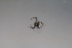 Verrucosa arenata