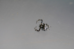 Verrucosa arenata