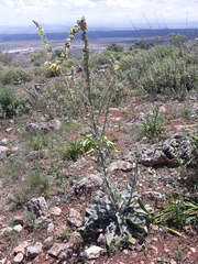 Verbascum rotundifolium