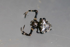 Verrucosa arenata