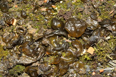 Nostoc commune