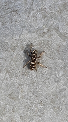 Salticus scenicus