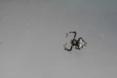 Verrucosa arenata