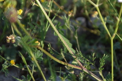 Securigera securidaca