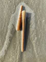 Pectinaria