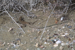 Aspidoscelis tigris multiscutatus