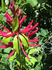 Erythrina herbacea image