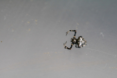 Verrucosa arenata