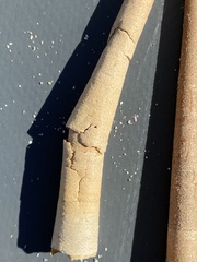 Pectinaria