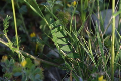 Securigera securidaca