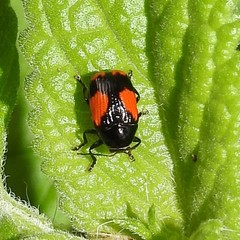 Cryptocephalus quadruplex