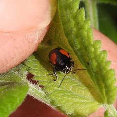 Cryptocephalus quadruplex