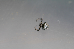 Verrucosa arenata