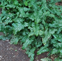Arum italicum italicum