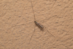 Limoniinae