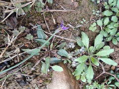 Viola philippica