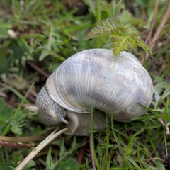 Helix pomatia