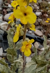Verbascum undulatum