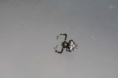 Verrucosa arenata
