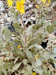 Verbascum undulatum