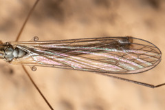 Limoniinae