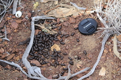 Odocoileus hemionus cerrosensis