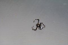Verrucosa arenata