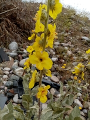 Verbascum undulatum