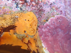 Coelosphaeridae