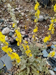 Verbascum undulatum
