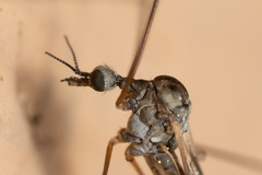 Limoniinae