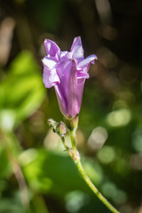 Convolvulus althaeoides