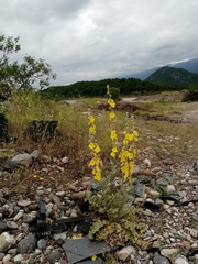 Verbascum undulatum