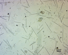 Coelosphaeridae