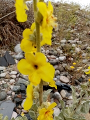 Verbascum undulatum