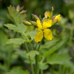 Chelidonium majus