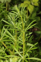 Galium aparine