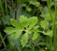 Chelidonium majus