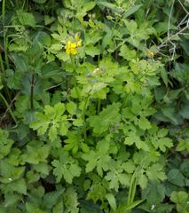 Chelidonium majus