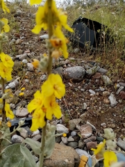 Verbascum undulatum
