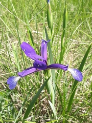 Iris reichenbachiana