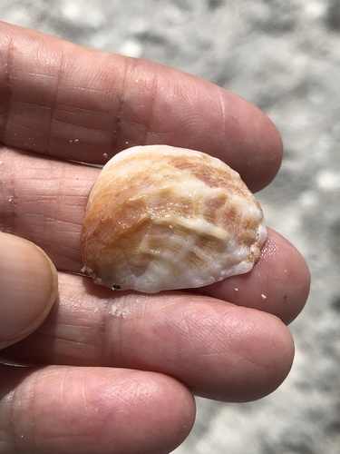Spiny Slippersnail