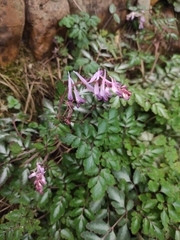 Corydalis sheareri