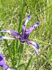 Iris reichenbachiana